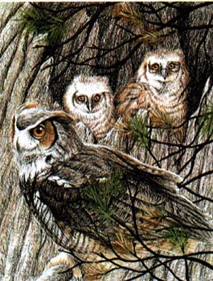 Owl Family