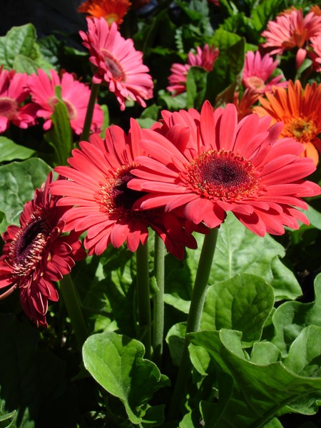 Red Stems at the Market 