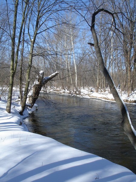 Looking for Deer Tracks