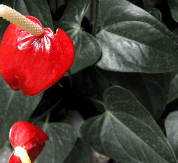 (fun with red lillies)