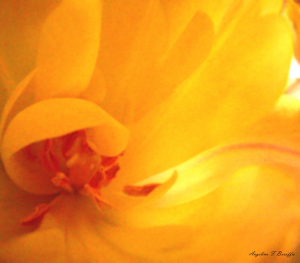 Opening
