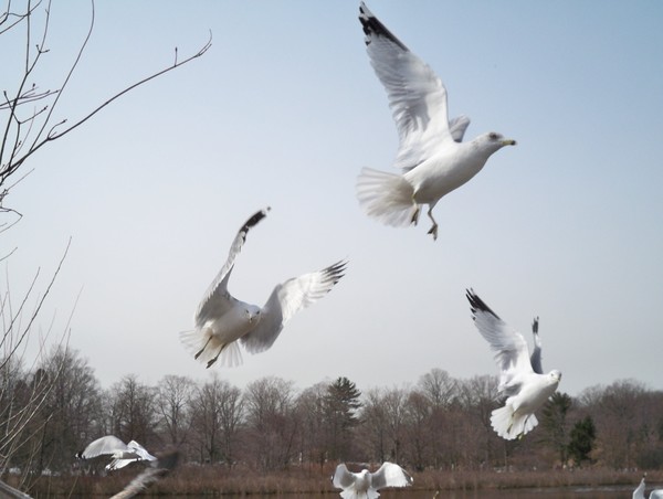 SeaGulls In Flight