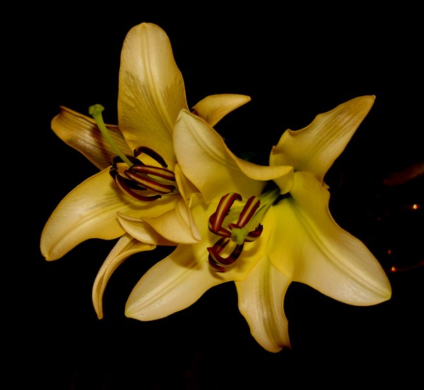 Lilies For You