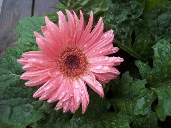 After the Rain