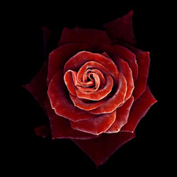 RoteRose