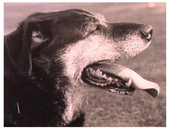 the dog's head dog head