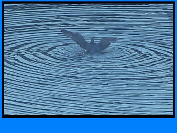 215. Early morning cormorant completing ablutions,