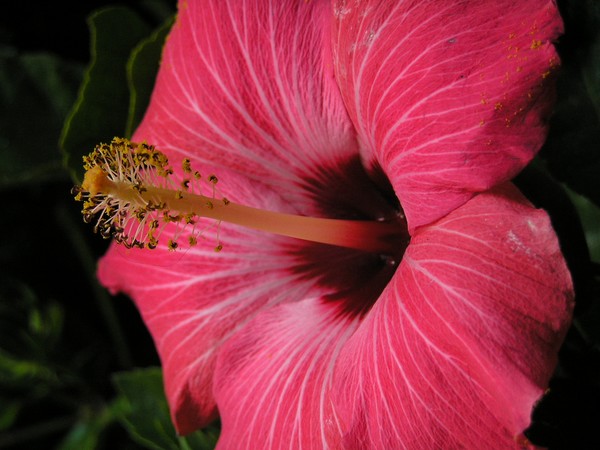 Hibiscus