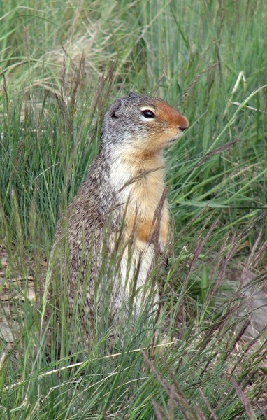 Waterton - Ground Squirrel