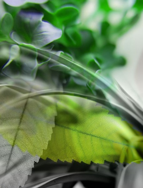leaves
