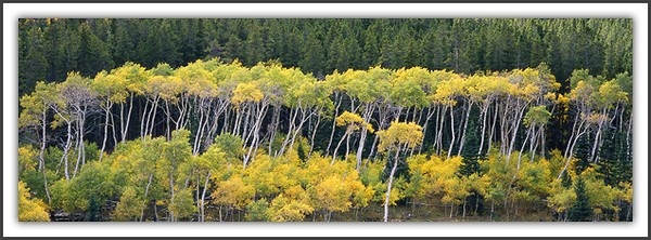 Aspen Forest - Rawah, CO