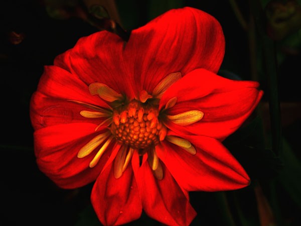 Up Close 036