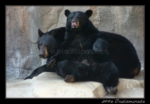 Black Bear Time