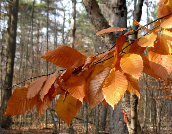 November