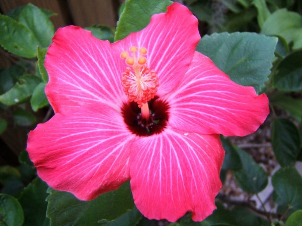 Hibiscus
