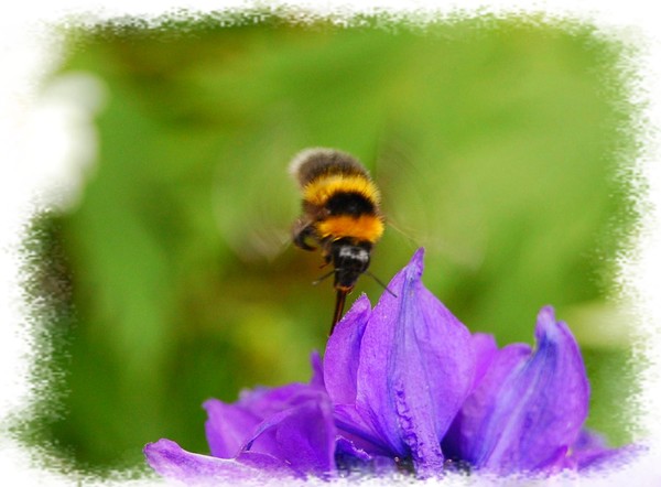 Busy Bee.