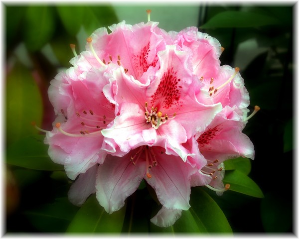 Fresh from my Garden