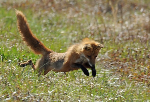 Hunting Fox