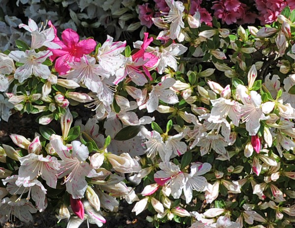Two-Toned Azalea