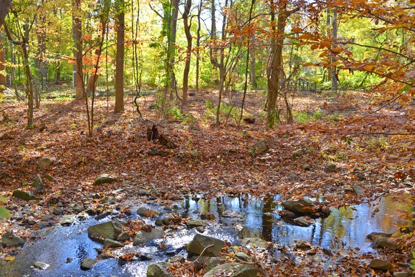 Brandywine Springs Fall