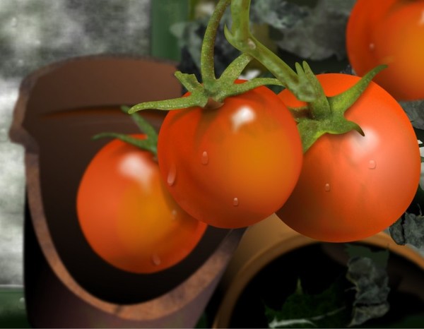 Tomatoes