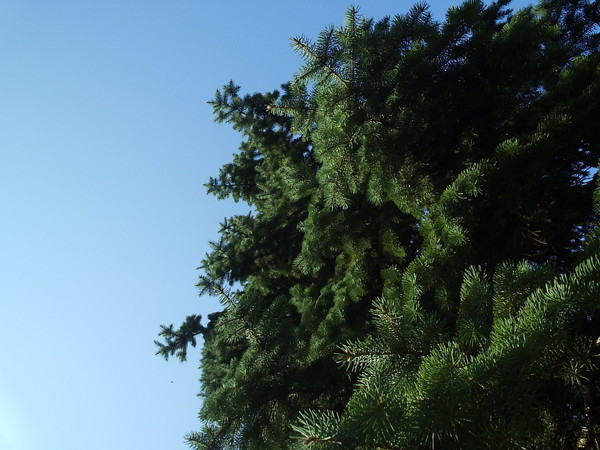 pine tree sky