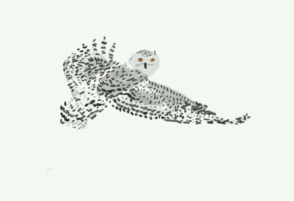 O277 Snowy Owl in Flight