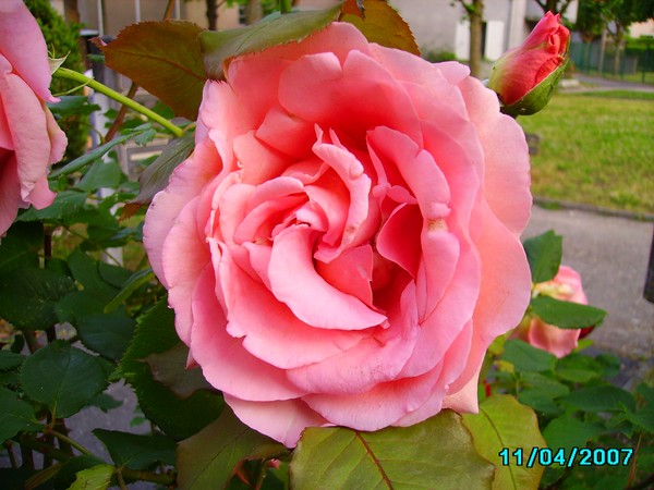 My rose garden 2