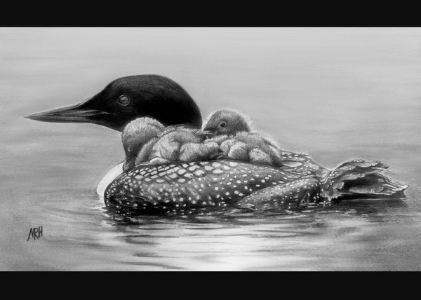 Loons