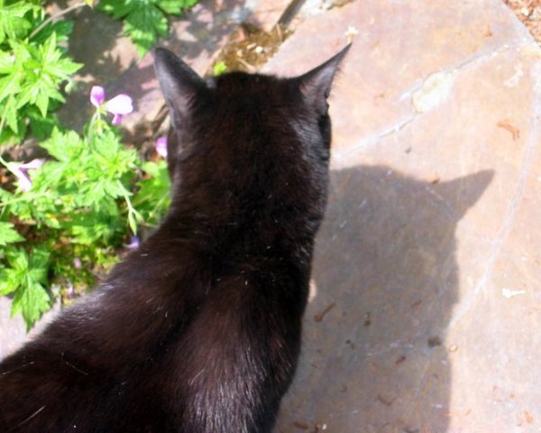 Max and his shadow