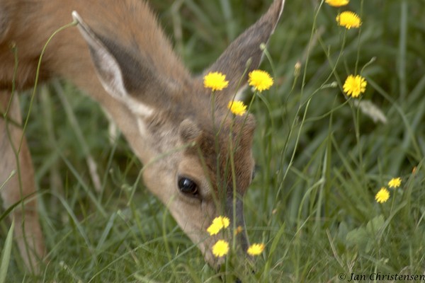 The Fawn - 2 shots