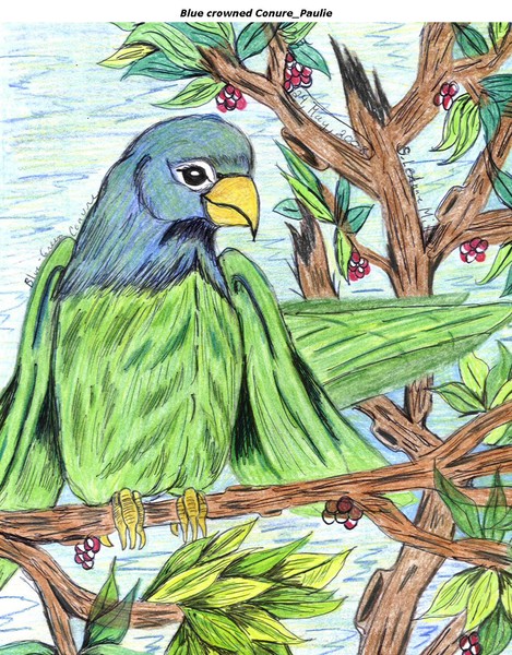 Blue Crown Conure