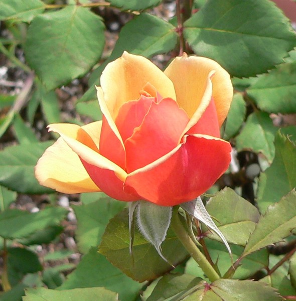 My Rose