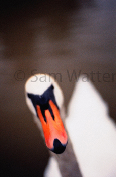 Nosey swan