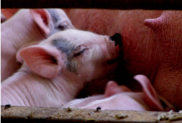 nursing piglets