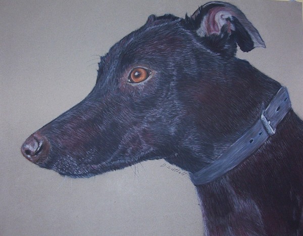 Greyhound