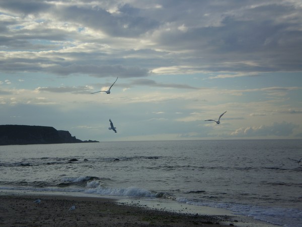 Sea Birds At Play