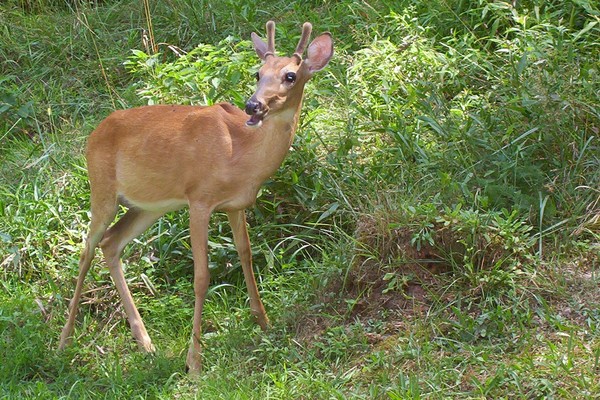 happy deer
