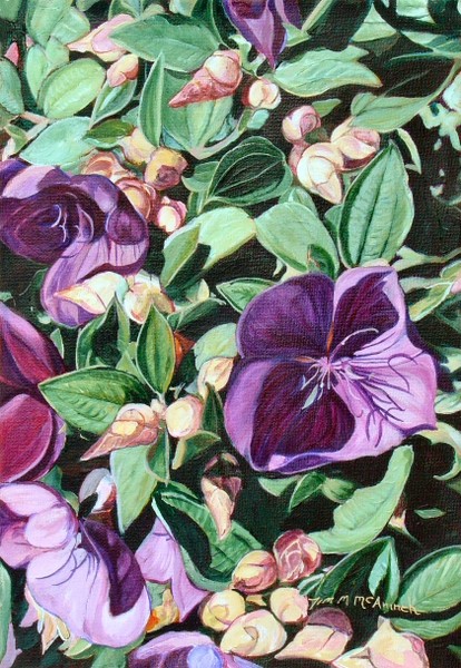 Tibouchina