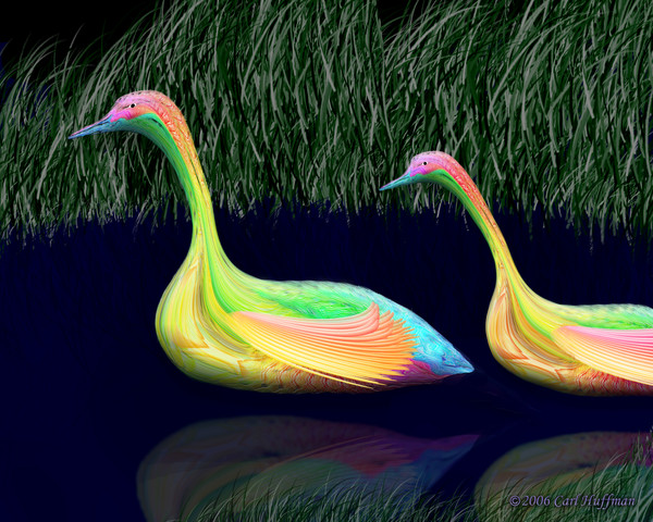 Swan Swim