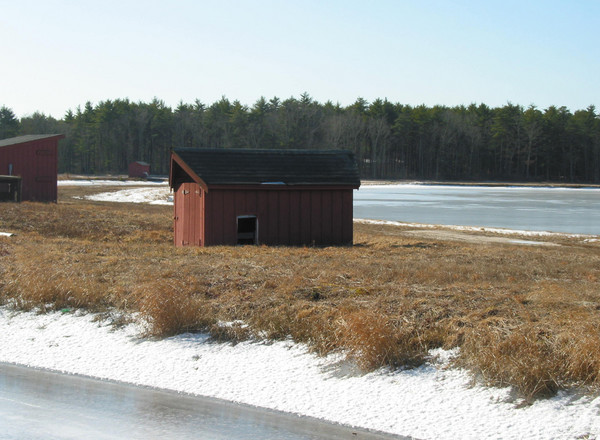 Cranberry Bog frozen