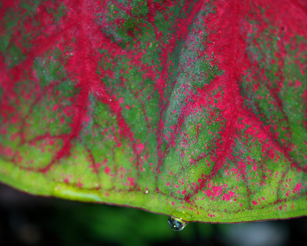 morning dew