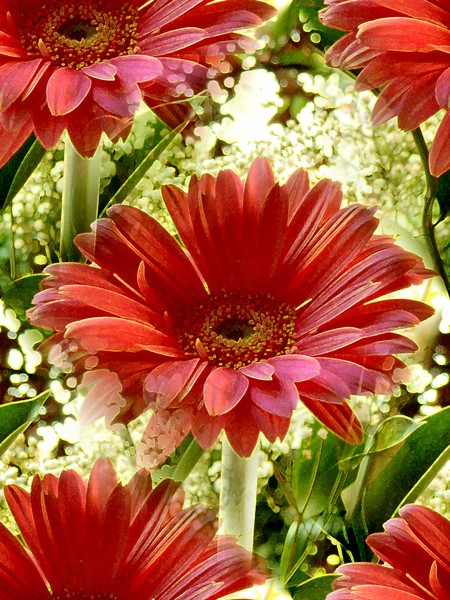 Last Gerberas Of The Season (One)