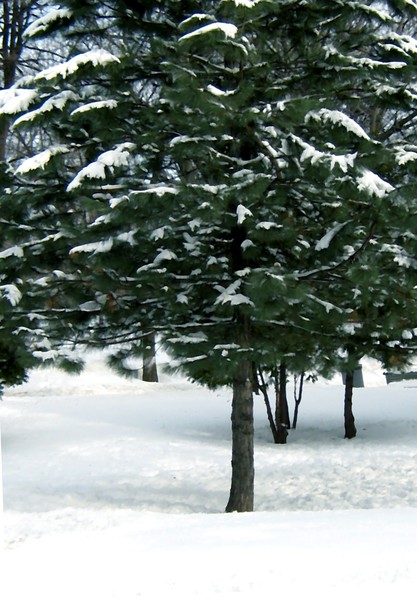Winter Scenery (Three)