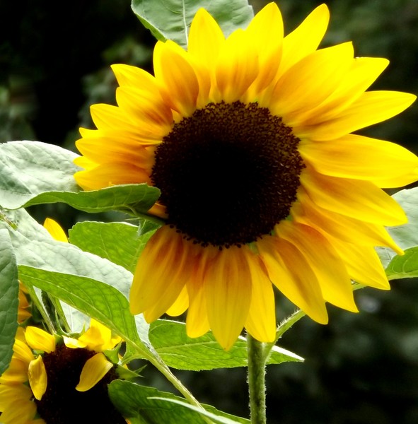 Sun Flower At The Lake (One)