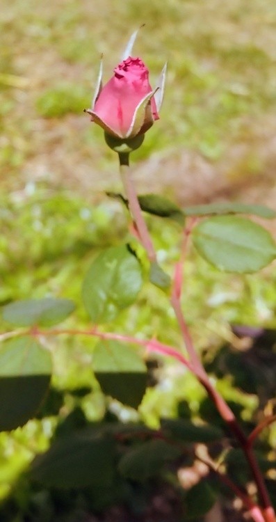 Rose Bud