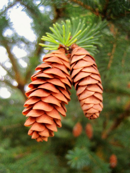 Pine Cone