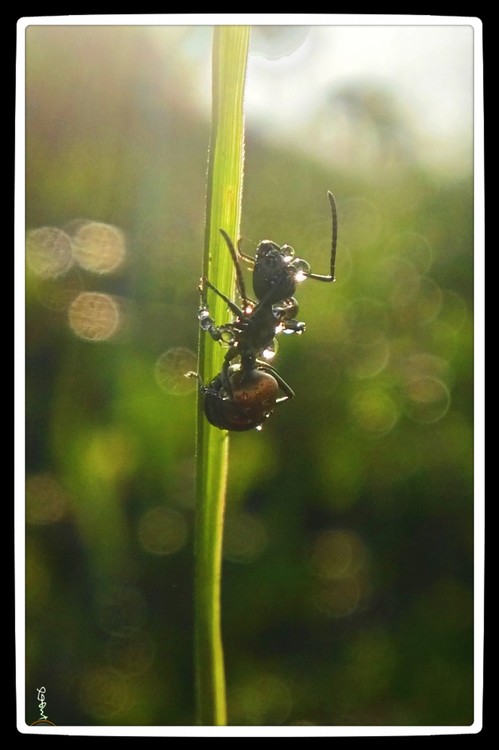 ant with droplet