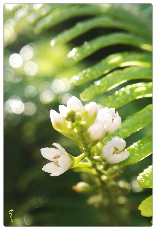 White Flowers
