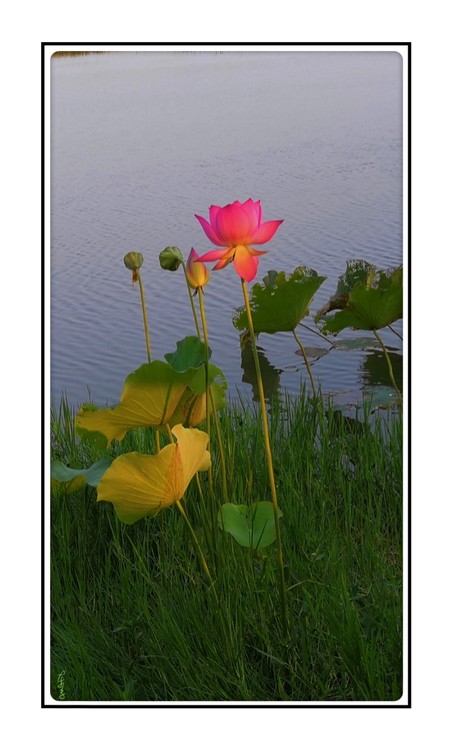 Lotus at Sunset